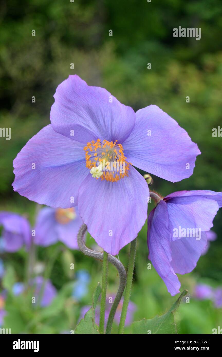 Lilic/Purple Meconopsis (George Sherriff Group) 'Dalemain' (Himalayan Poppy) Flowers in a Border at RHS Garden Harlow Carr, Harrogate, Yorkshire. Stock Photo