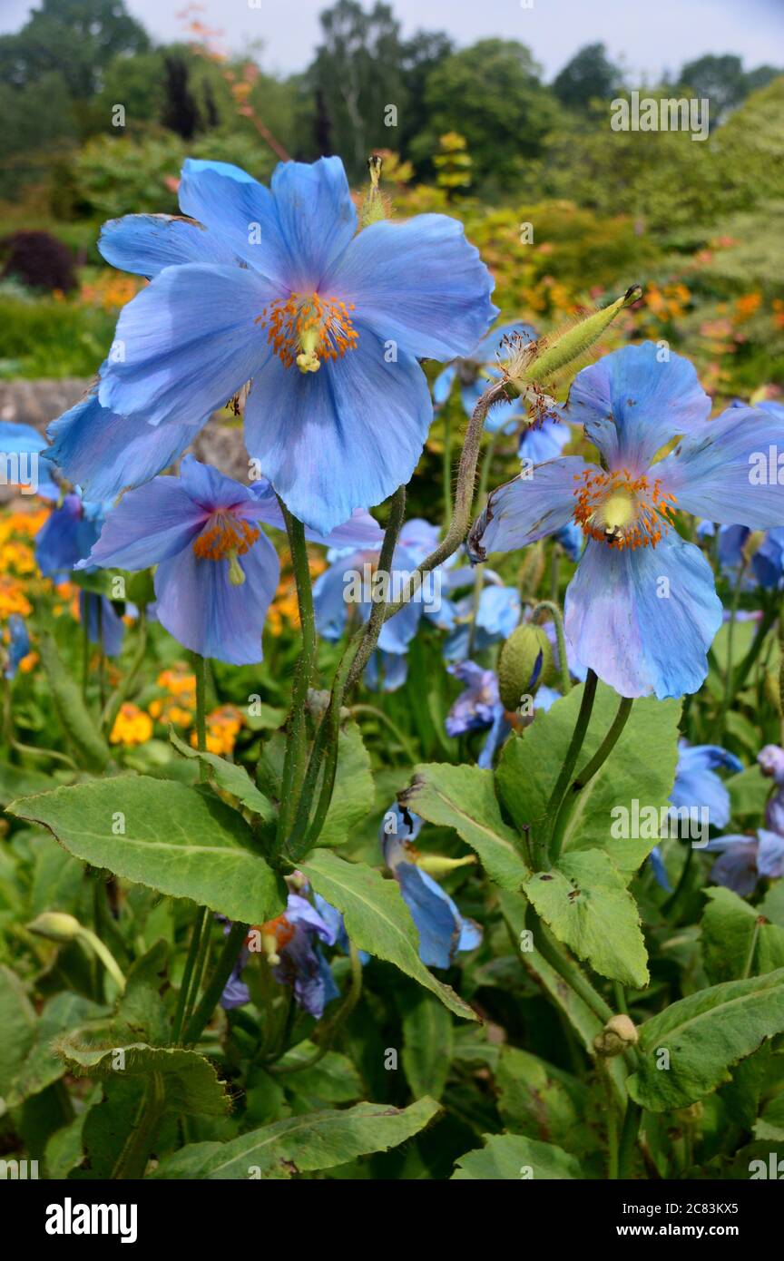 Large Blue Meconopsis (George Sherriff Group) 'Dalemain' (Himalayan Poppy) Flowers in a Border at RHS Garden Harlow Carr, Harrogate, Yorkshire. Stock Photo