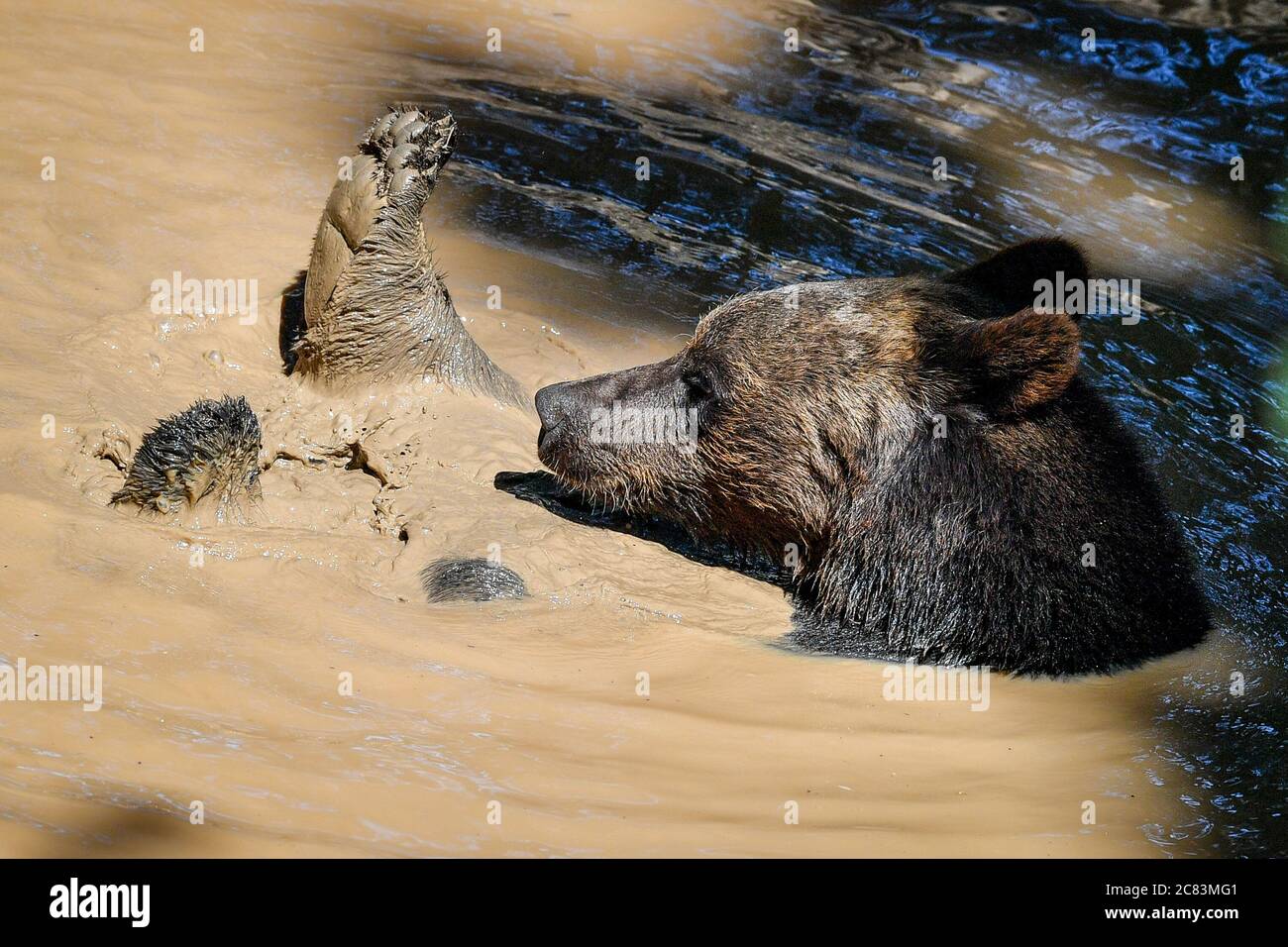A European brown bear takes a bath at the Wild Place Project in Bristol to celebrate the 1st anniversary of the opening of Bear Wood, the UK's largest brown bear exhibit where they live alongside wolves, lynx and wolverine, as they would have done thousands of years ago. Stock Photo