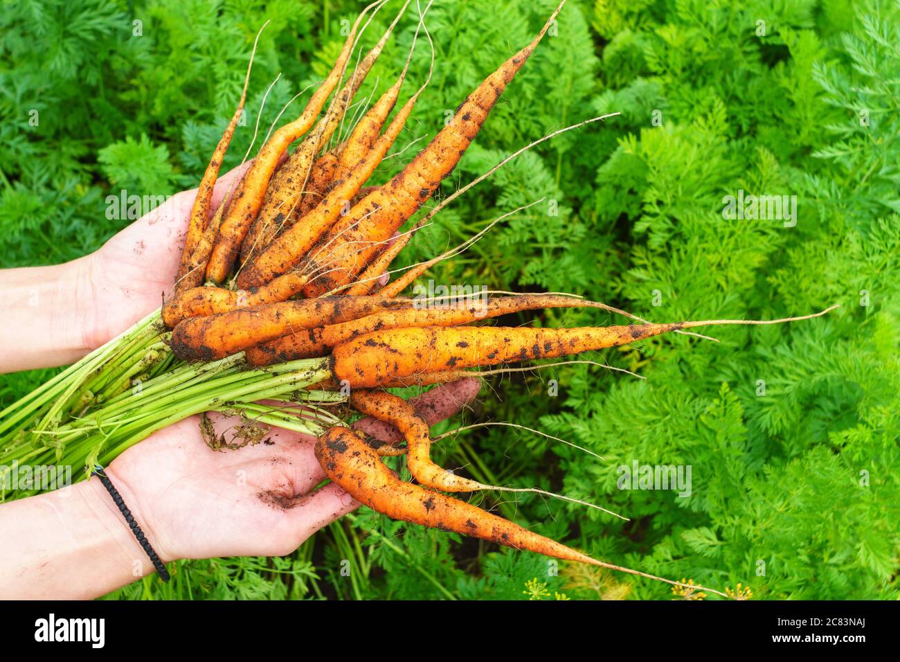 Woman holding of fresh ripe carrots on field, closeup. Organic farming ...