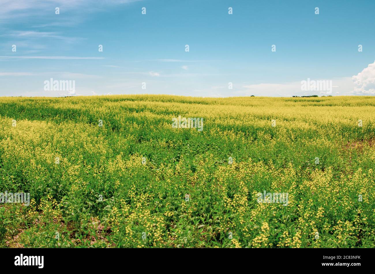 Vibrant yellow canola fields in rural Manitoba, Canada Stock Photo