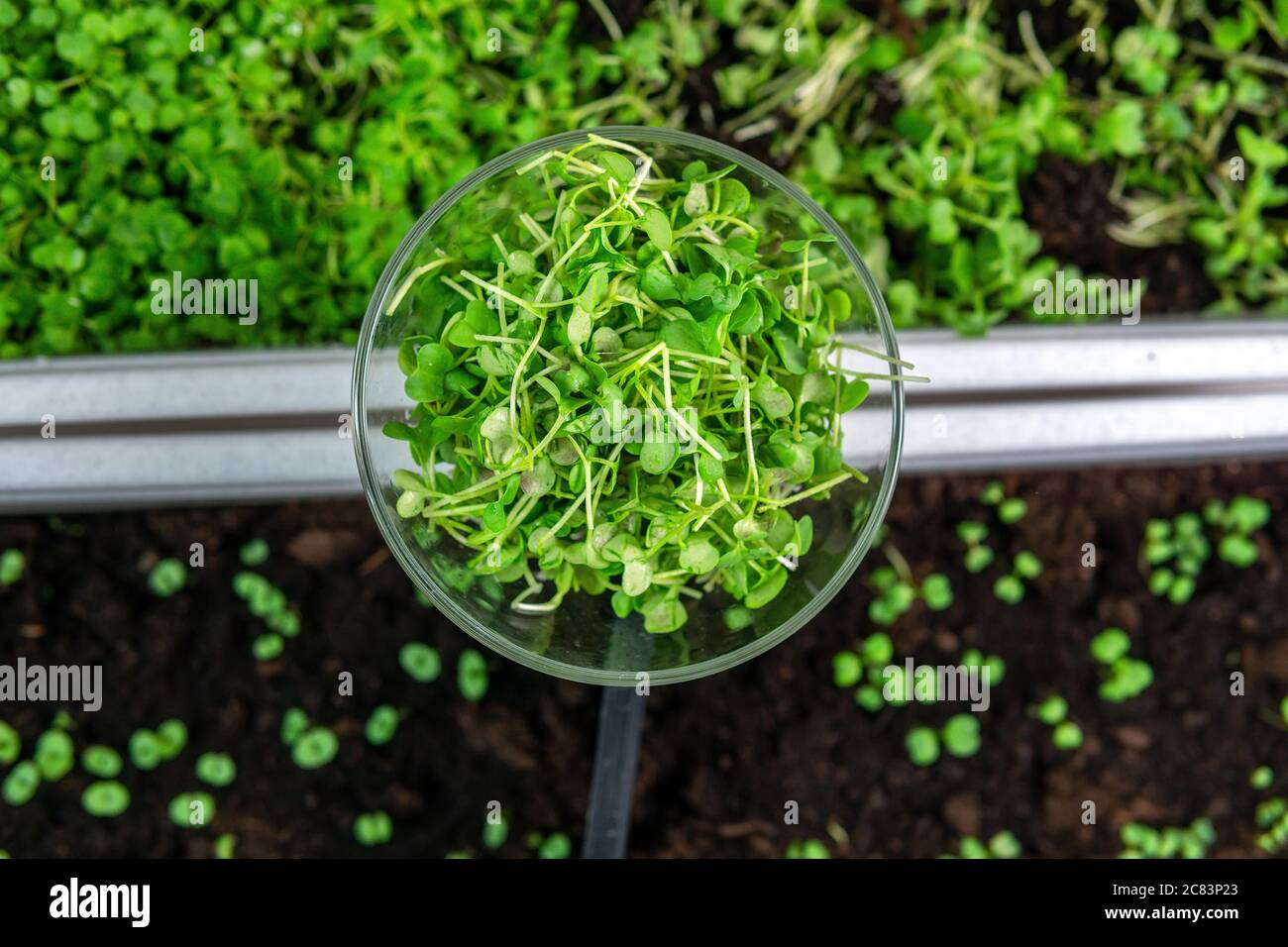 micro greens or sprouts of raw live sprouting vegetables sprout from organic plant seeds. growing plants at home, diet, healthy food Stock Photo