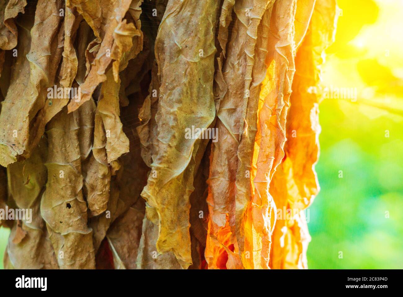 serbia tobacco Welcome to Serbia: feel free to smoke
