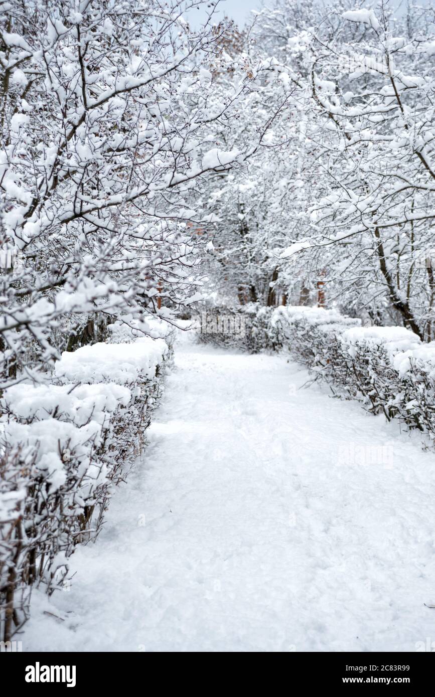 Snow-covered alley in a snowy winter park with snowfalls Stock Photo