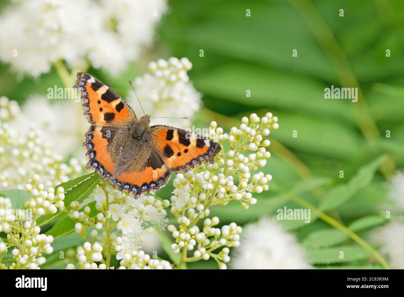 Orange butterfly Urticaria sits on a white flowers in spring day, with copy-space Stock Photo