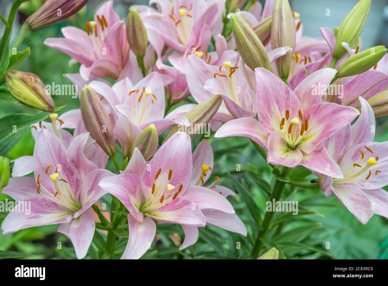 Many large flowers of  pink lilies outdoors close-up Stock Photo