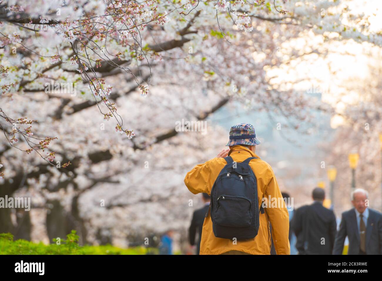 blurred photo of Hanami in the sakura garden. The popular festival sakura matsuri during spring season. People in japan usually go to park and enjoy t Stock Photo
