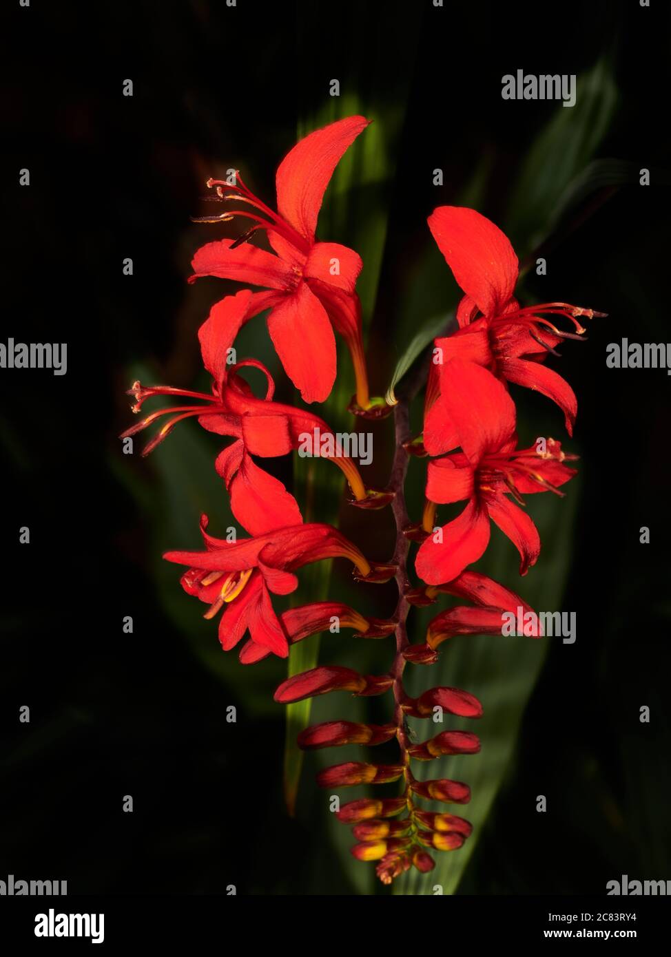Rich red blooms of the crocosimia lucifer (aka coppertips or falling stars) plant. Stock Photo