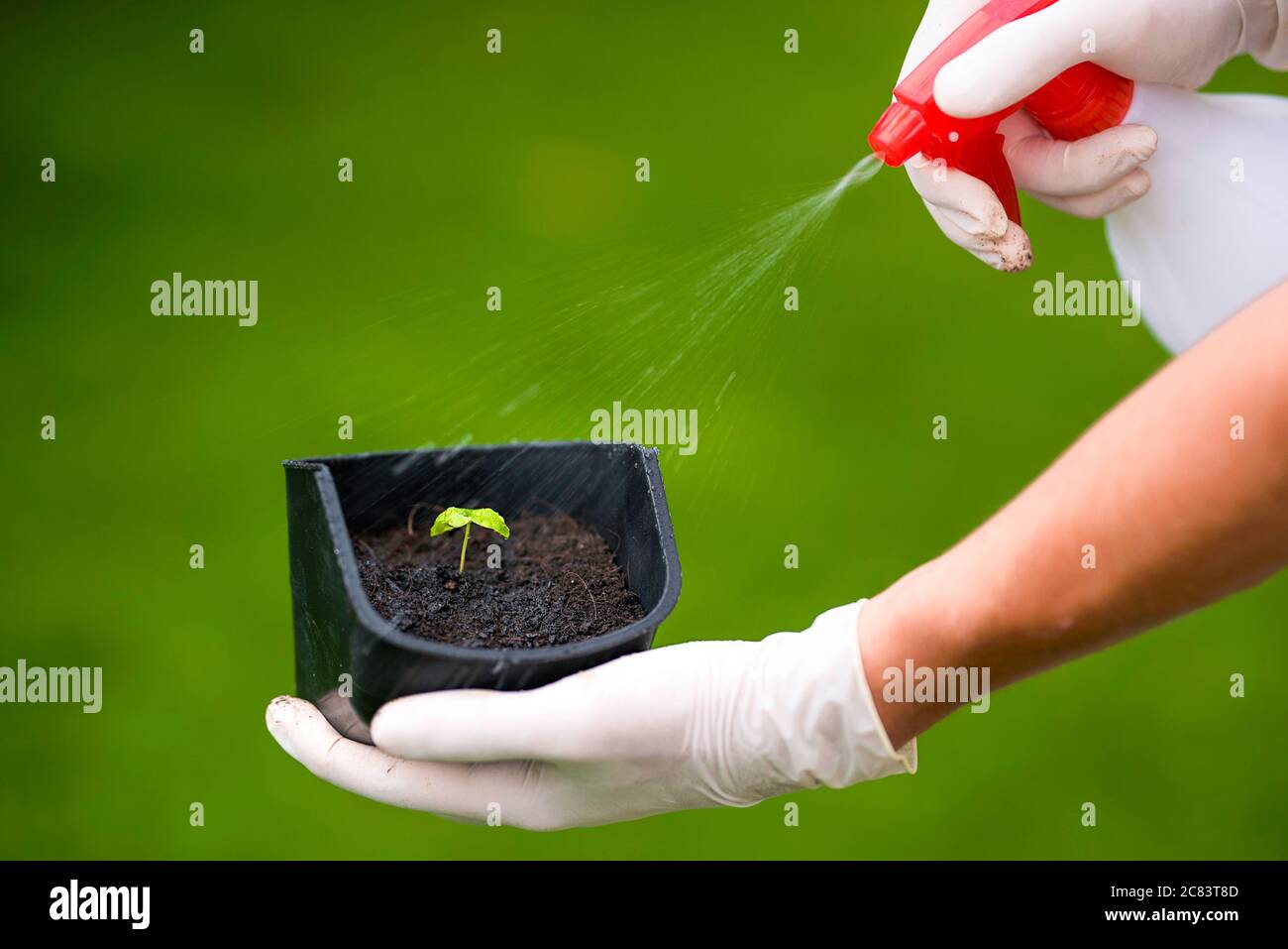 Basil sprout in a flower pot sprayed with water. Stock Photo