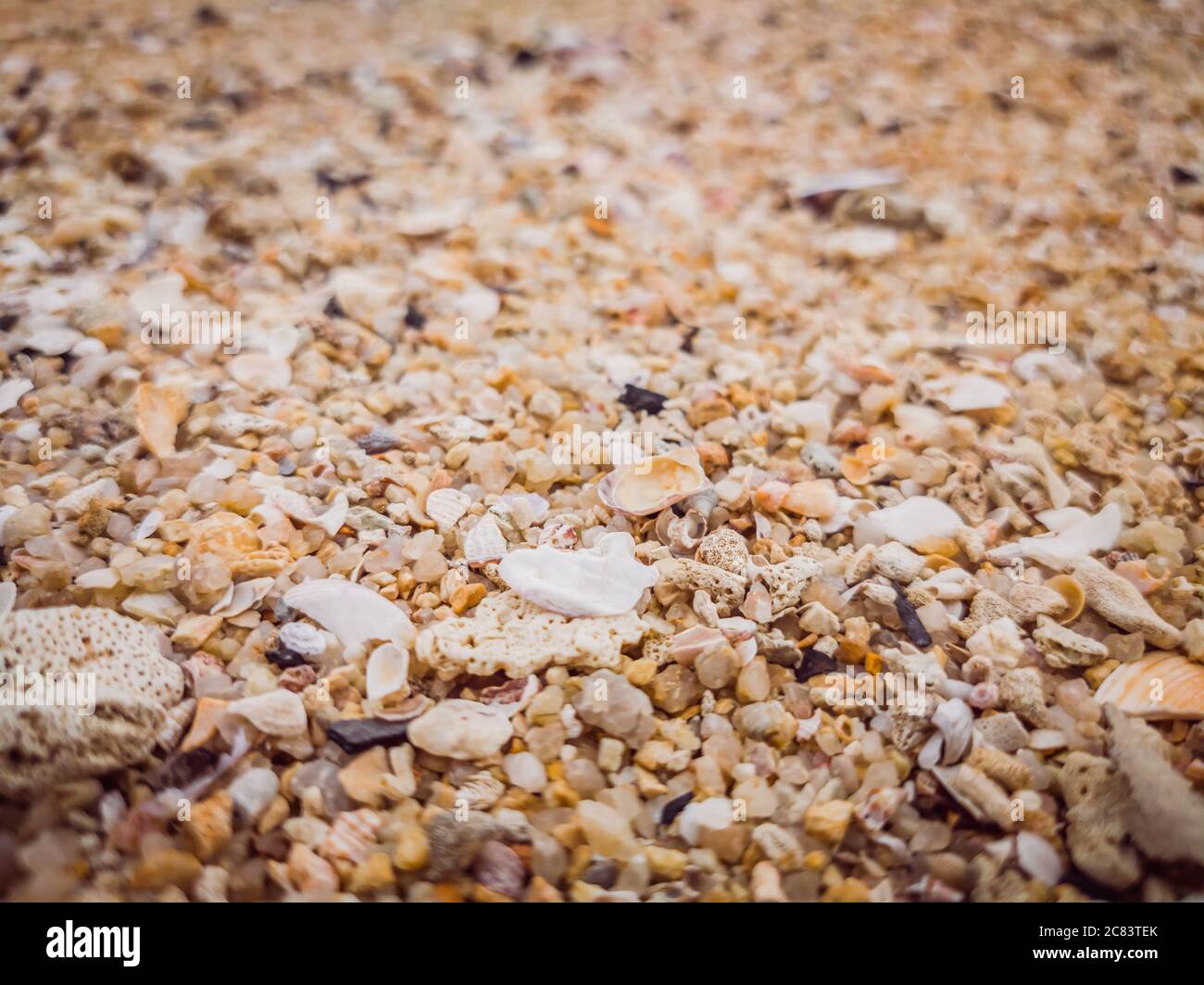 Closeup Sand Texture Background with Fine Grains and Sea Shells ...