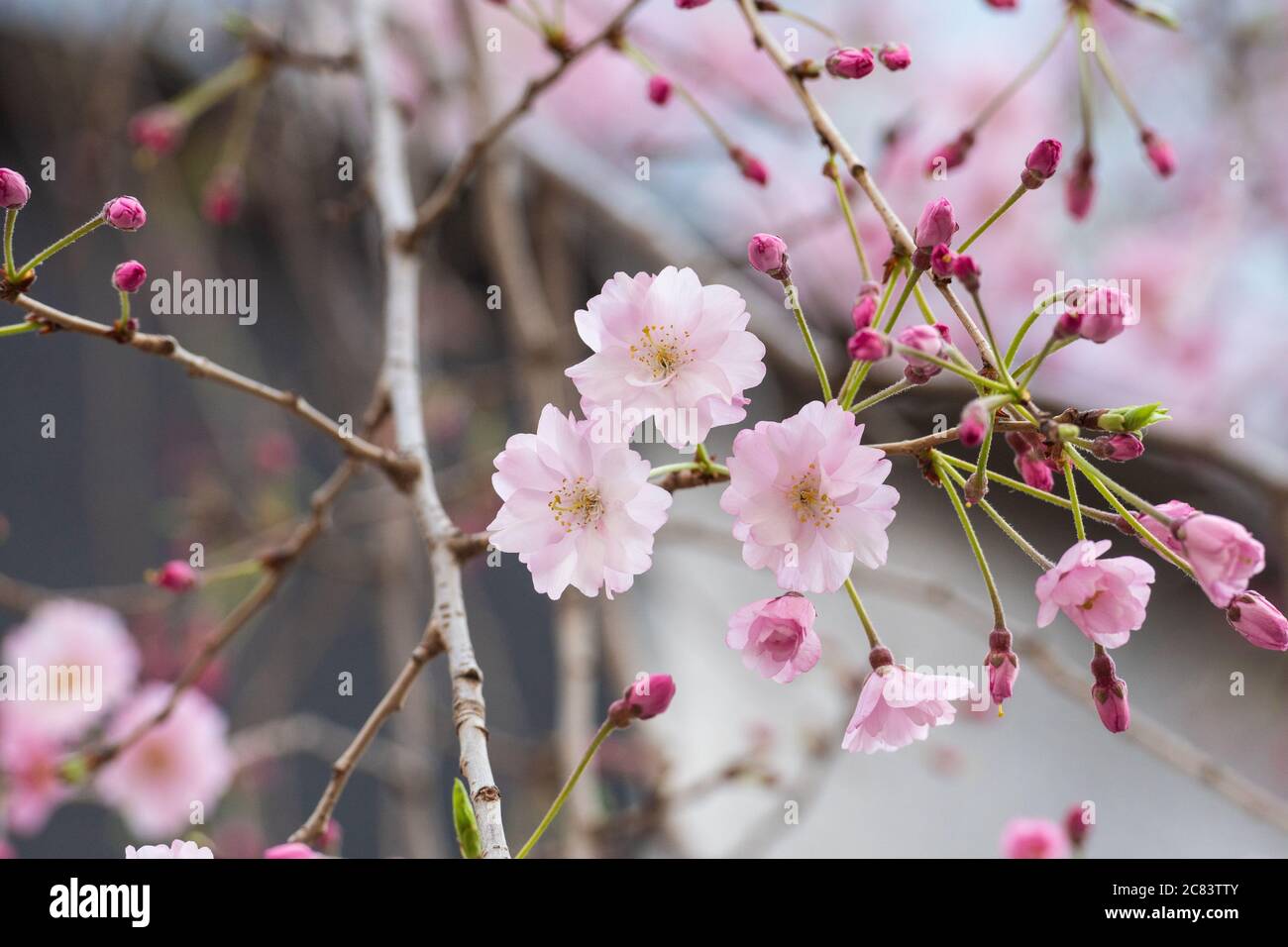 Beautiful cherry blossom sakura in spring time Stock Photo - Alamy
