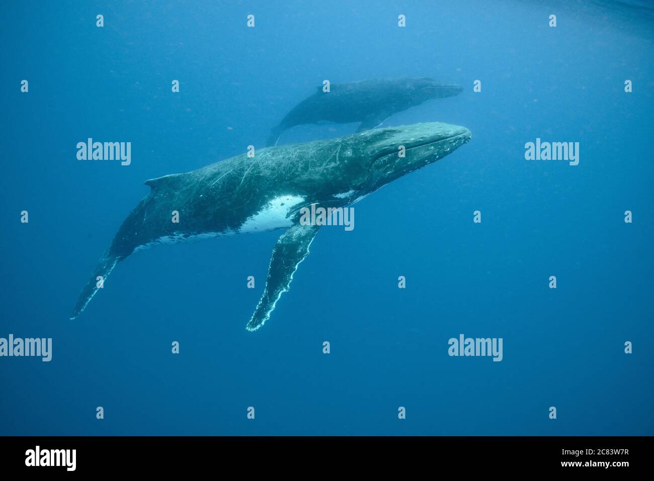 Underwater shot of two humpback whales swimming Stock Photo - Alamy