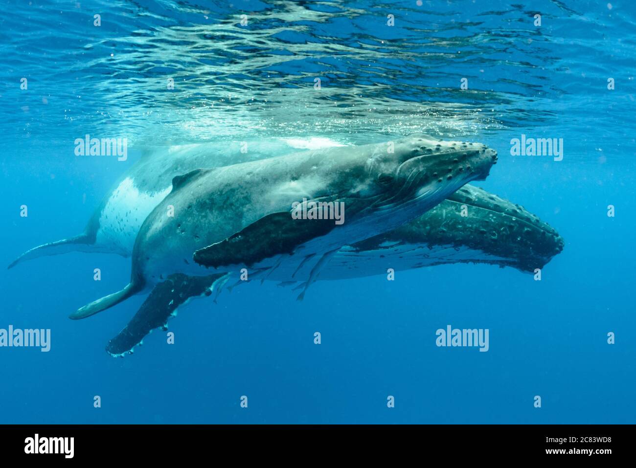 Underwater shot of two humpback whales swimming near the surface Stock ...