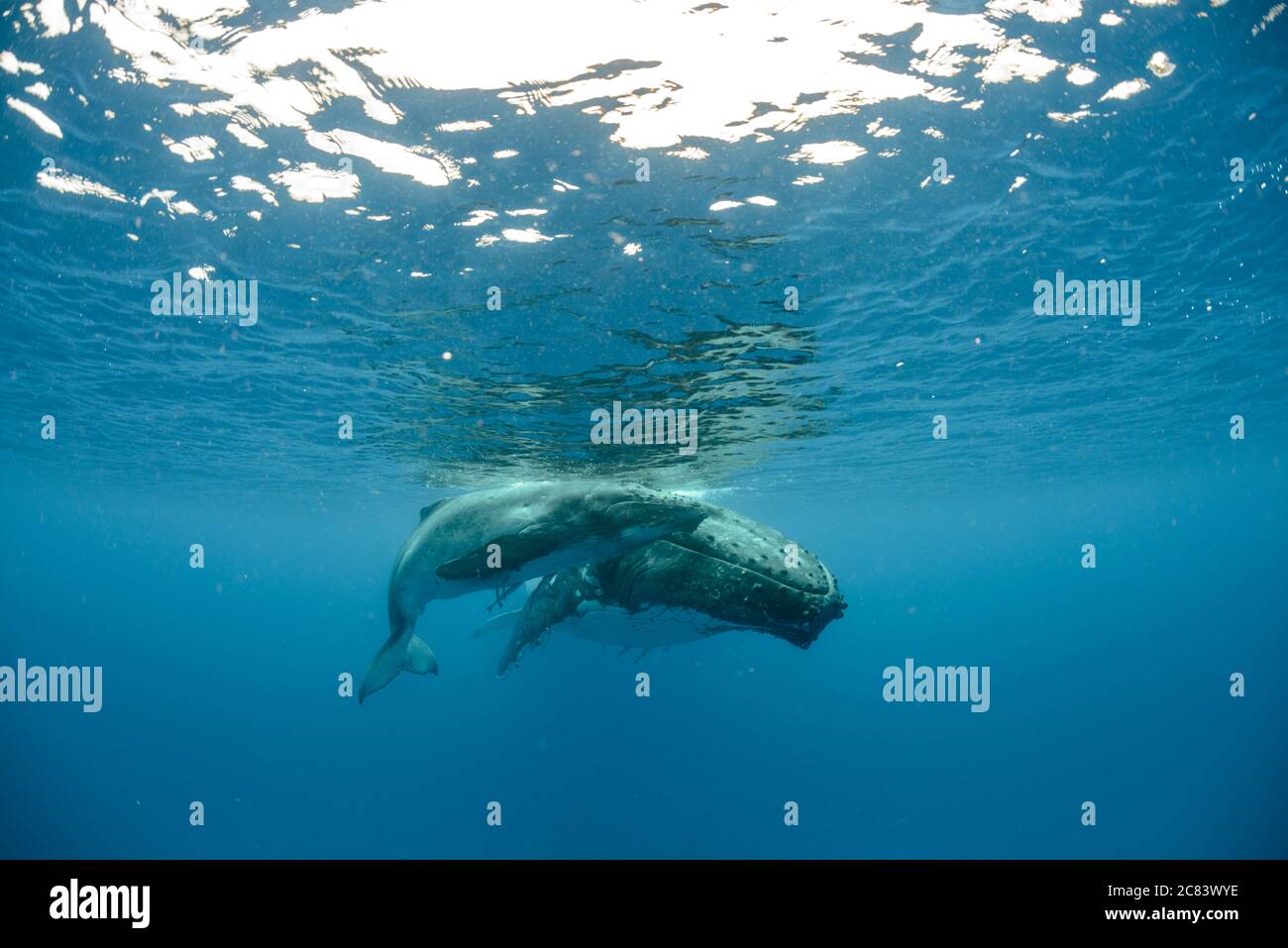 Underwater shot of two humpback whales swimming near the surface Stock ...