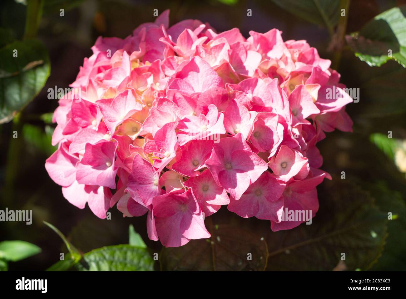 Pink hydrangea flowers in a garden during summer Stock Photo - Alamy