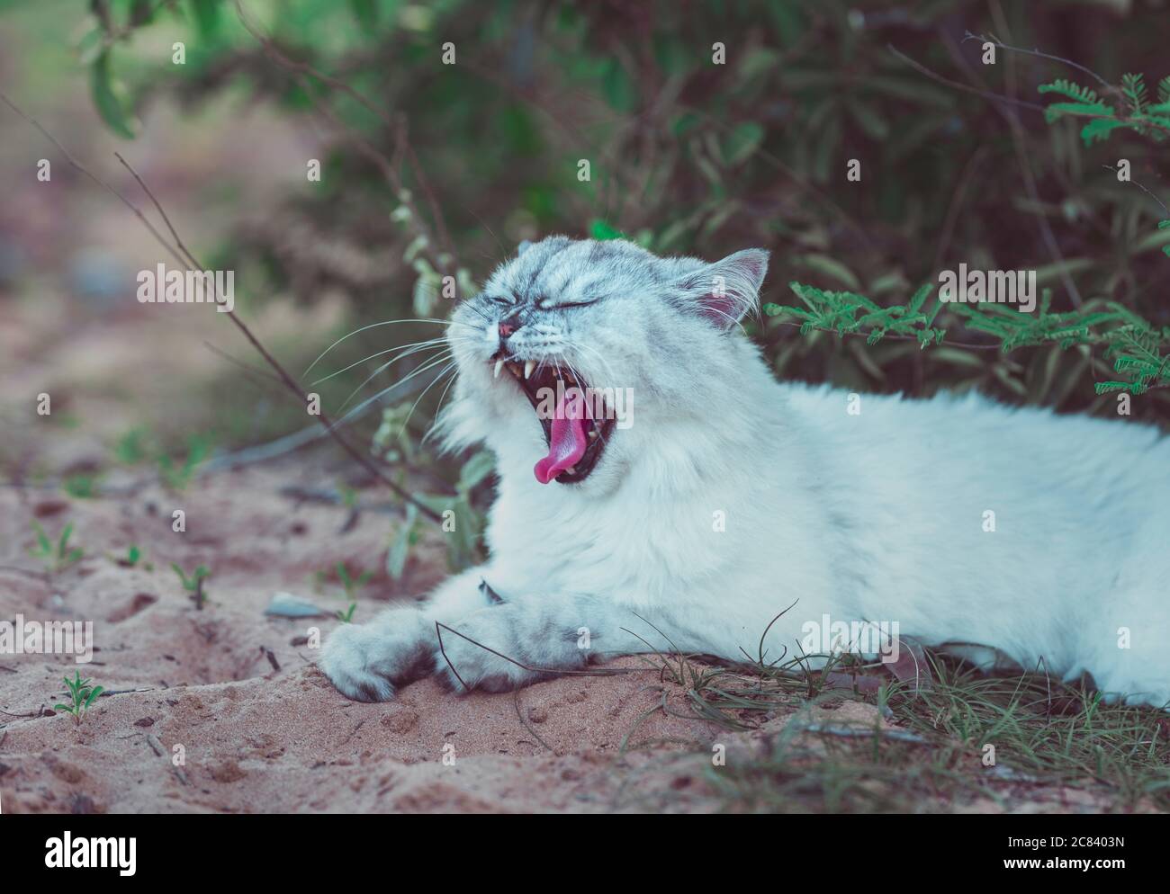 Beautiful grey persian chinchilla cat lying on the sand and yawning