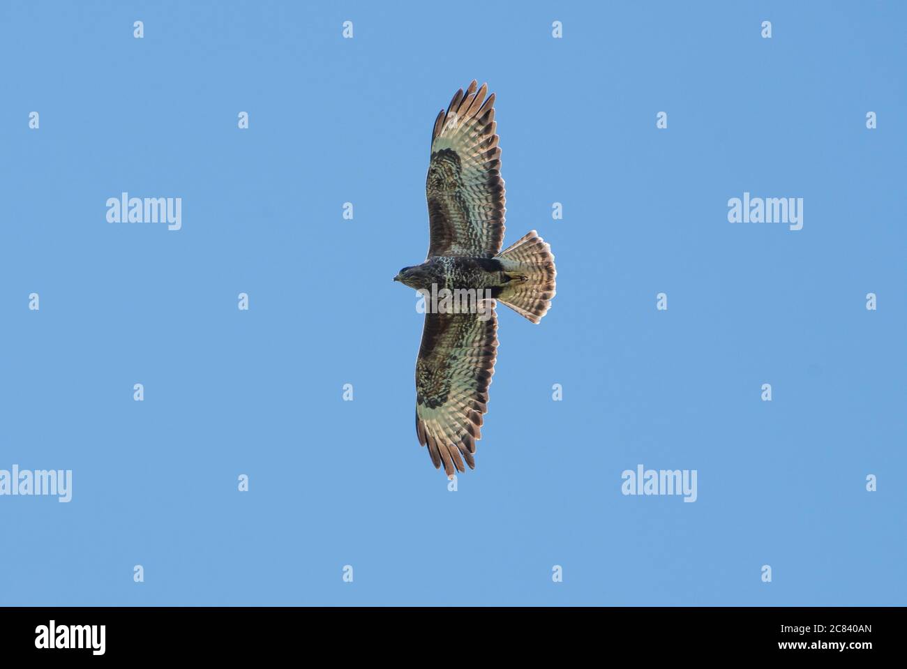 A buzzard flying, Chipping, Preston, Lancashire, UK Stock Photo