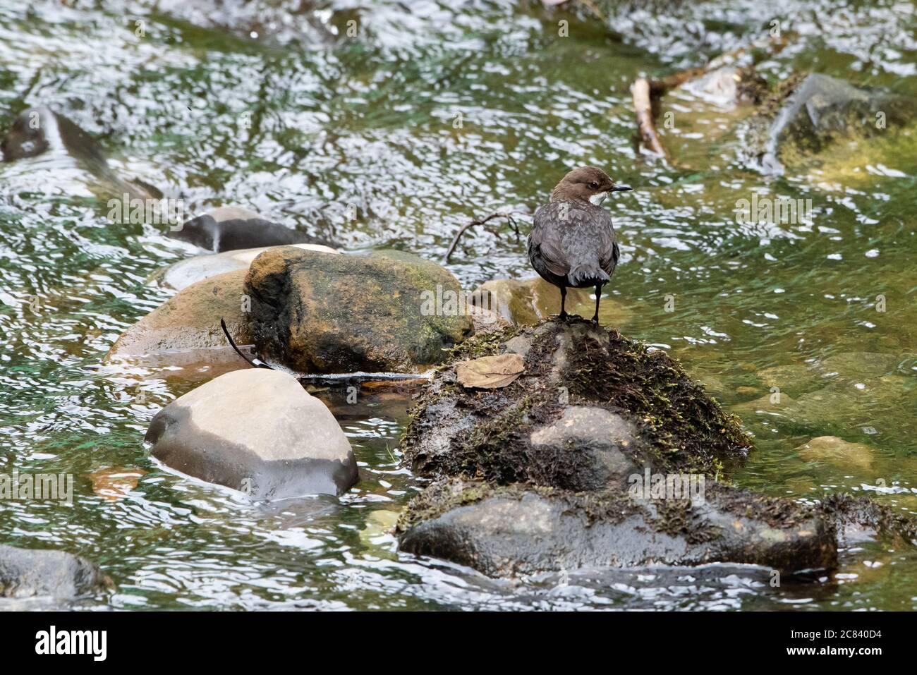A dipper on Chipping Brook, Chipping, Preston, Lancashire, UK Stock Photo