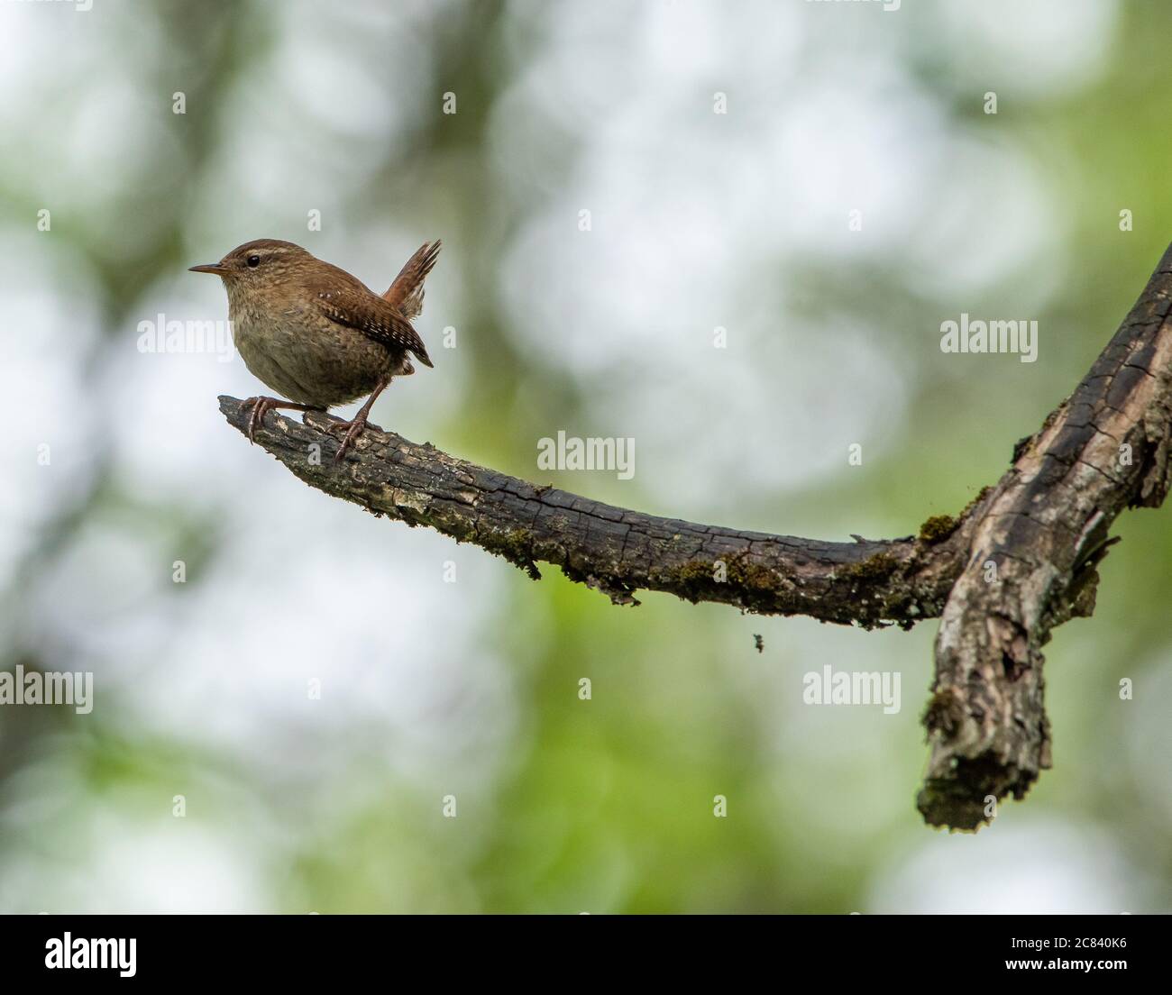 A wren perched on a dead branch, Chipping, Preston, Lancashire, UK Stock Photo