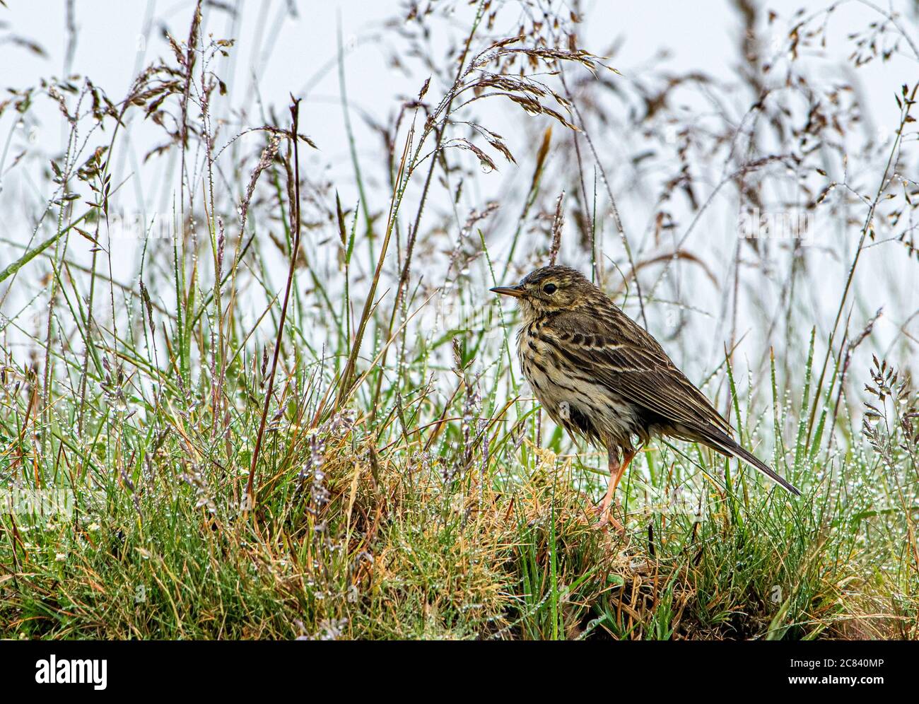 Preston, Lancashire. UK 12 June 2020  A bedraggled Meadow pipit in the rain on the fells above Chipping, Preston, Lancashire. UK  Credit John Eveson/A Stock Photo