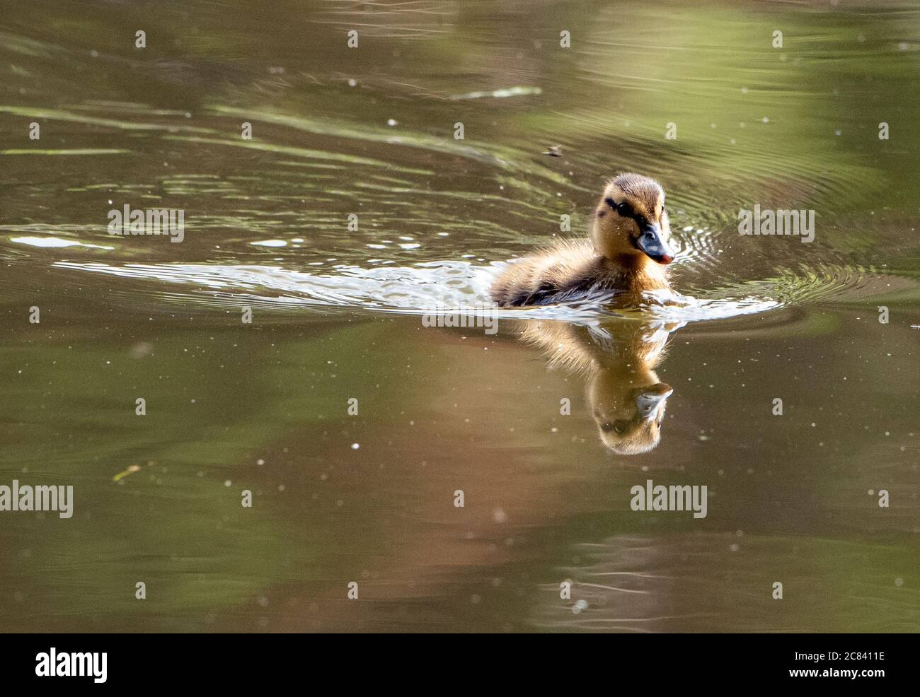 A mallard duckling on the village mill pond, Chipping, Preston, Lancashire, England, United Kingdom. Stock Photo