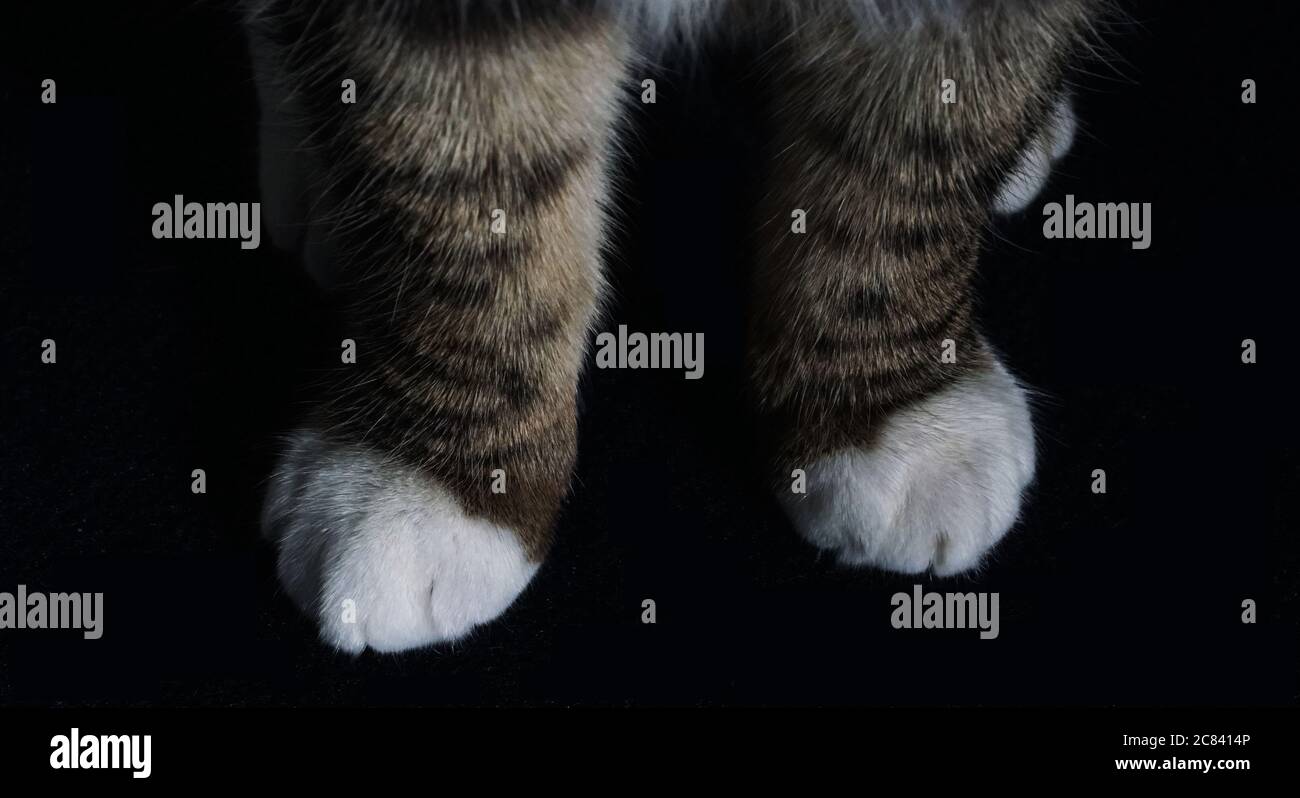 Black kitten cat white paws hires stock photography and images Alamy