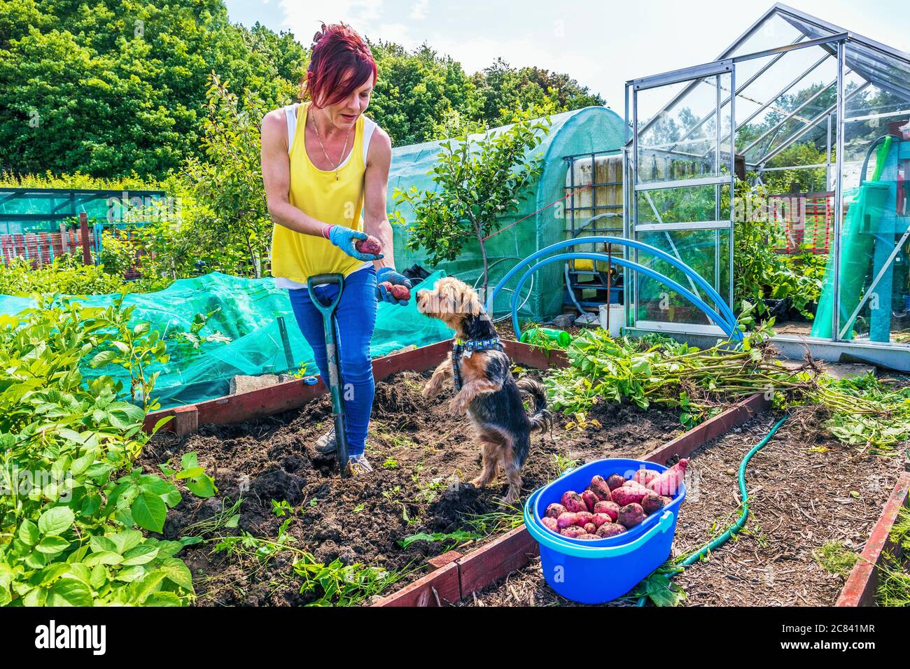 Tracy McDowell and her dog Jack, digging potatoes out of their plot at Eglinton Growers, Kilwinning, Ayrshire, Scotland, UK Stock Photo