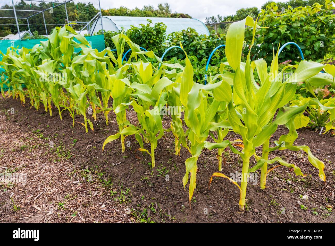 Stalks of Golden Barton corn growing in an allotment garden, Kilwinning