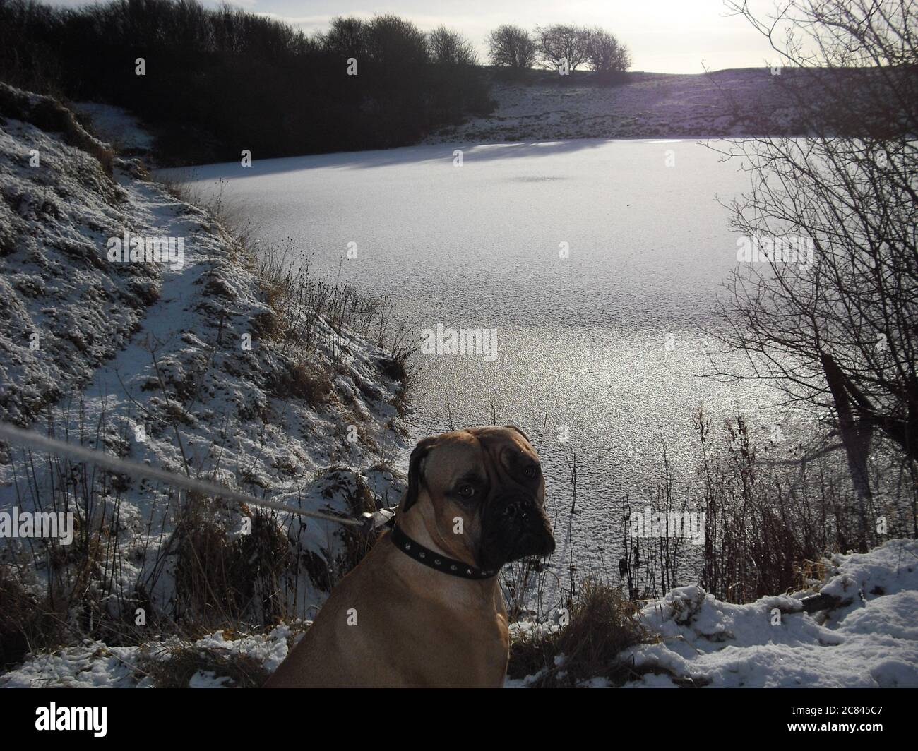Bullmastiff dog next to snow covered frozen pond Stock Photo