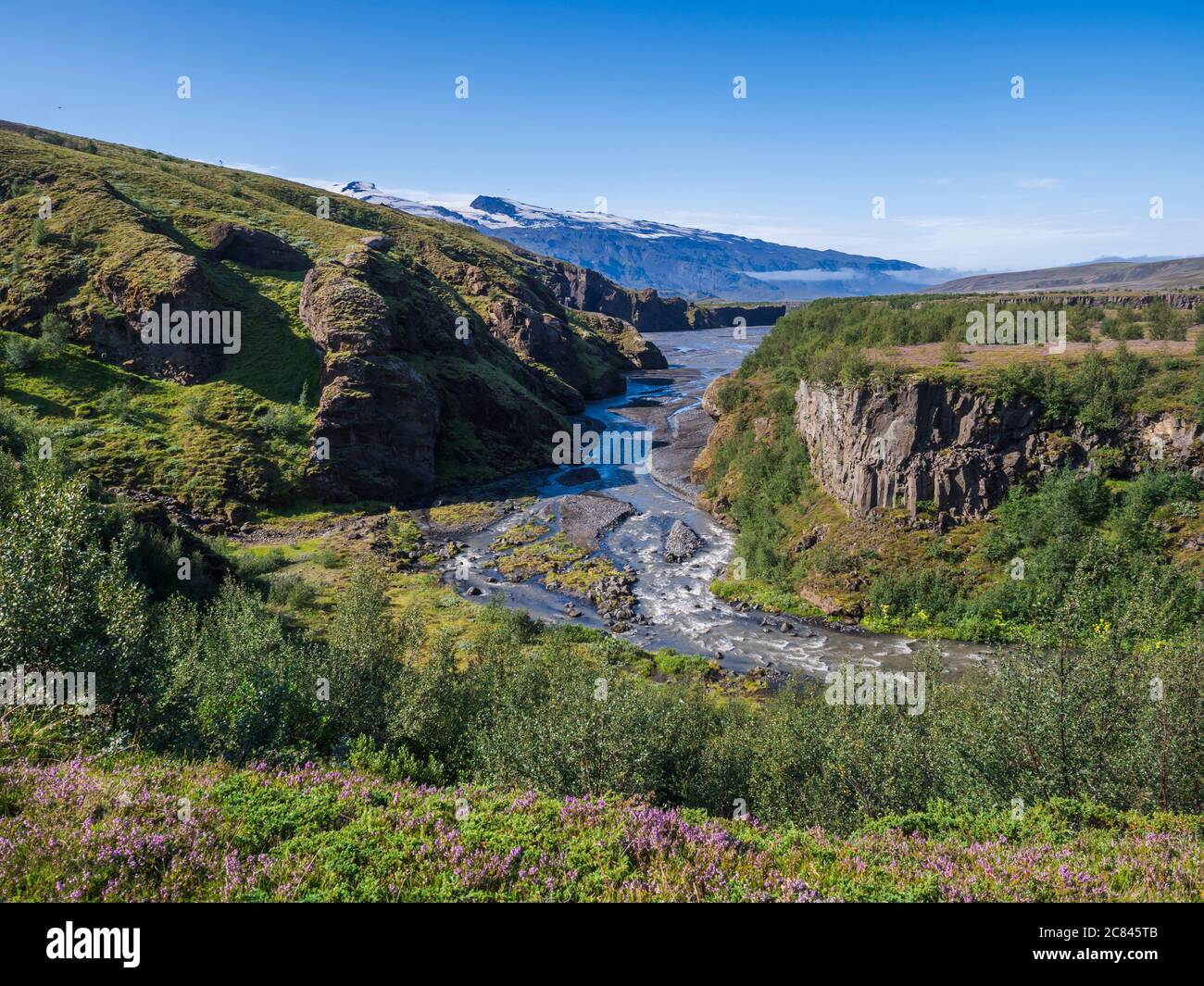 Icelandic landscape with blue Markarfljot river canyon, pink flowers