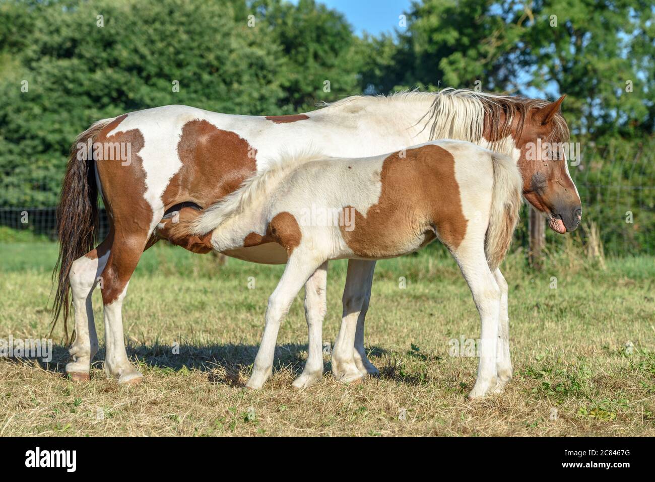 Ponies in a pasture in the French countryside Stock Photo Alamy