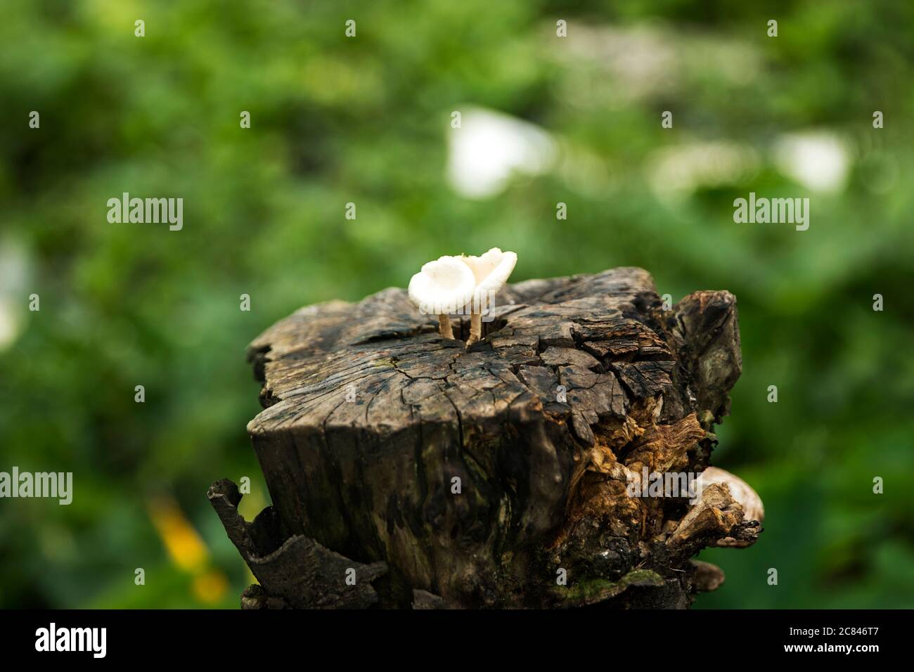 Trunk of wood on the background Stock Photo