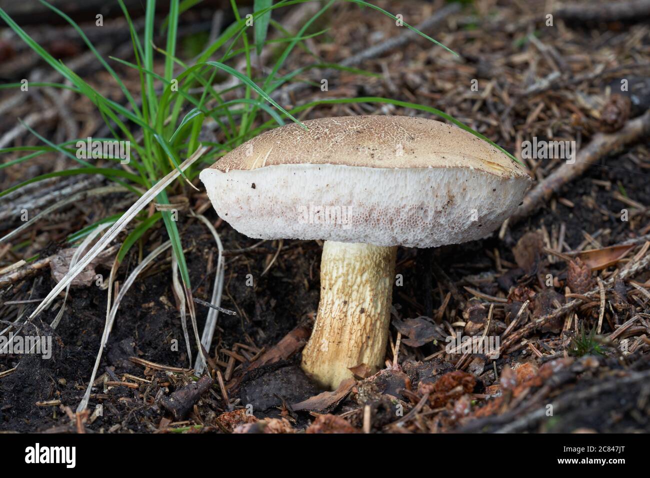 Inedible mushroom Tylopilus felleus in the spruce forest. Known as Bitter Bolete. Wild mushroom in the needles. Stock Photo