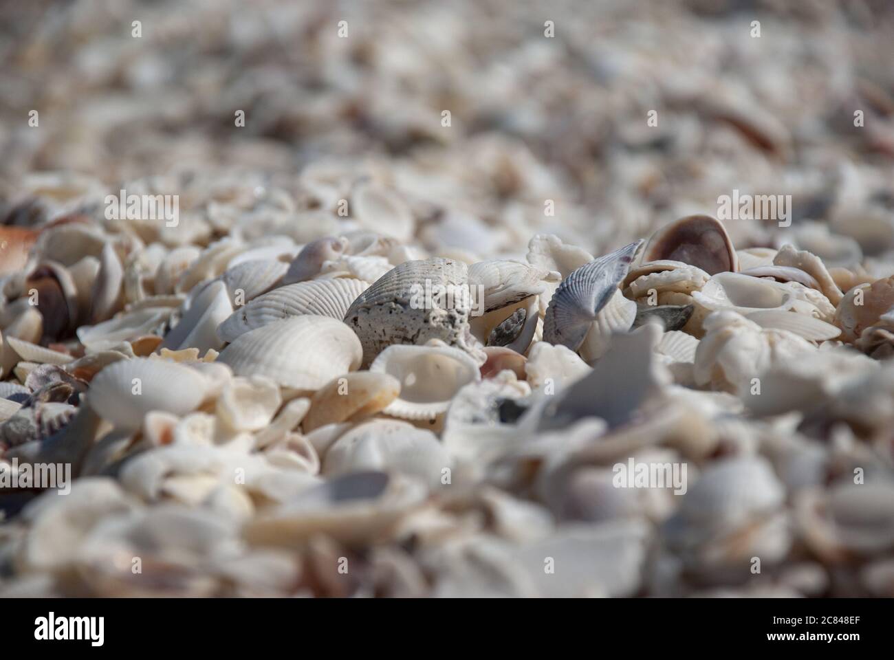 Shallow focus shot different hi-res stock photography and images - Alamy