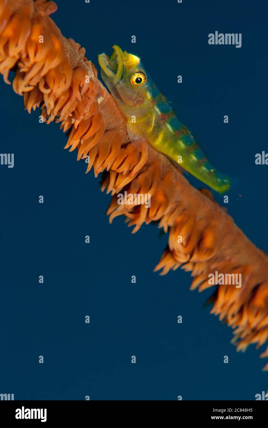 Fish on Whip Coral Stock Photo - Alamy