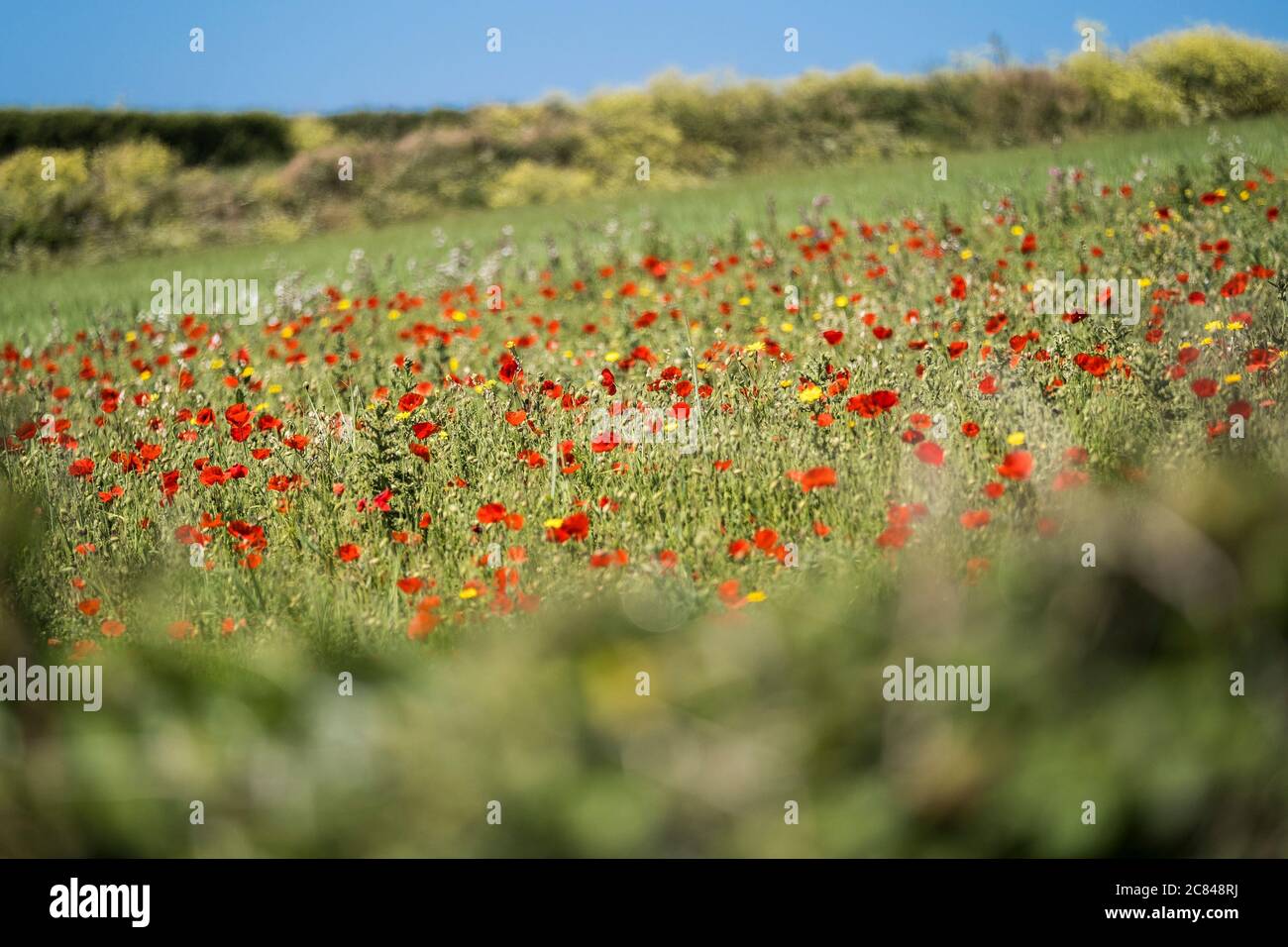 The spectacular sight of Common Poppies Papaver rhoeas growing in a field as part of the Arable Fields Project on Pentire Point West in Newquay in Cor Stock Photo