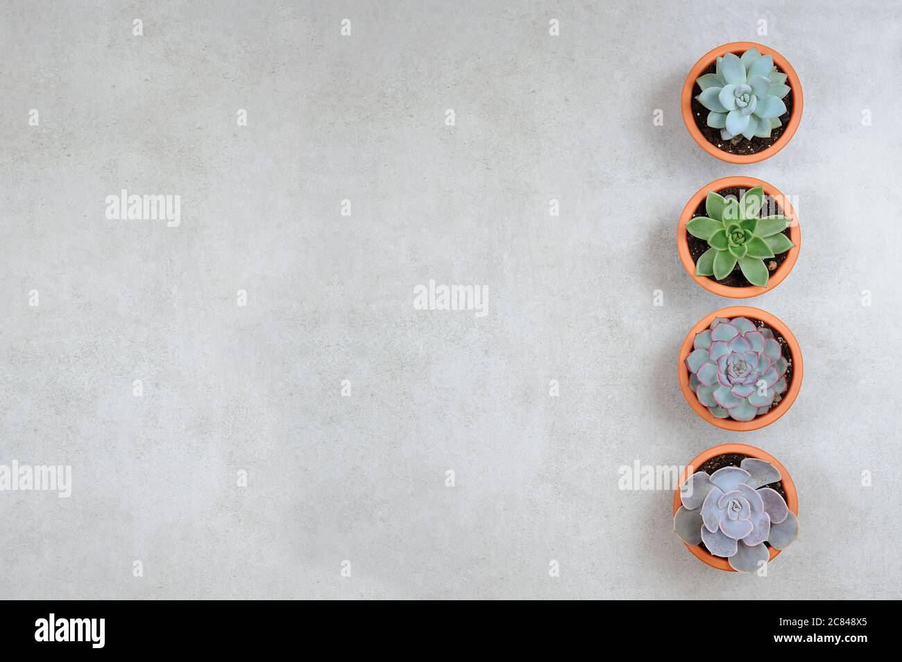 Mini Succulent plants. Set of four decorative  plants in the ceramic pots. Flat lay composition. Stock Photo