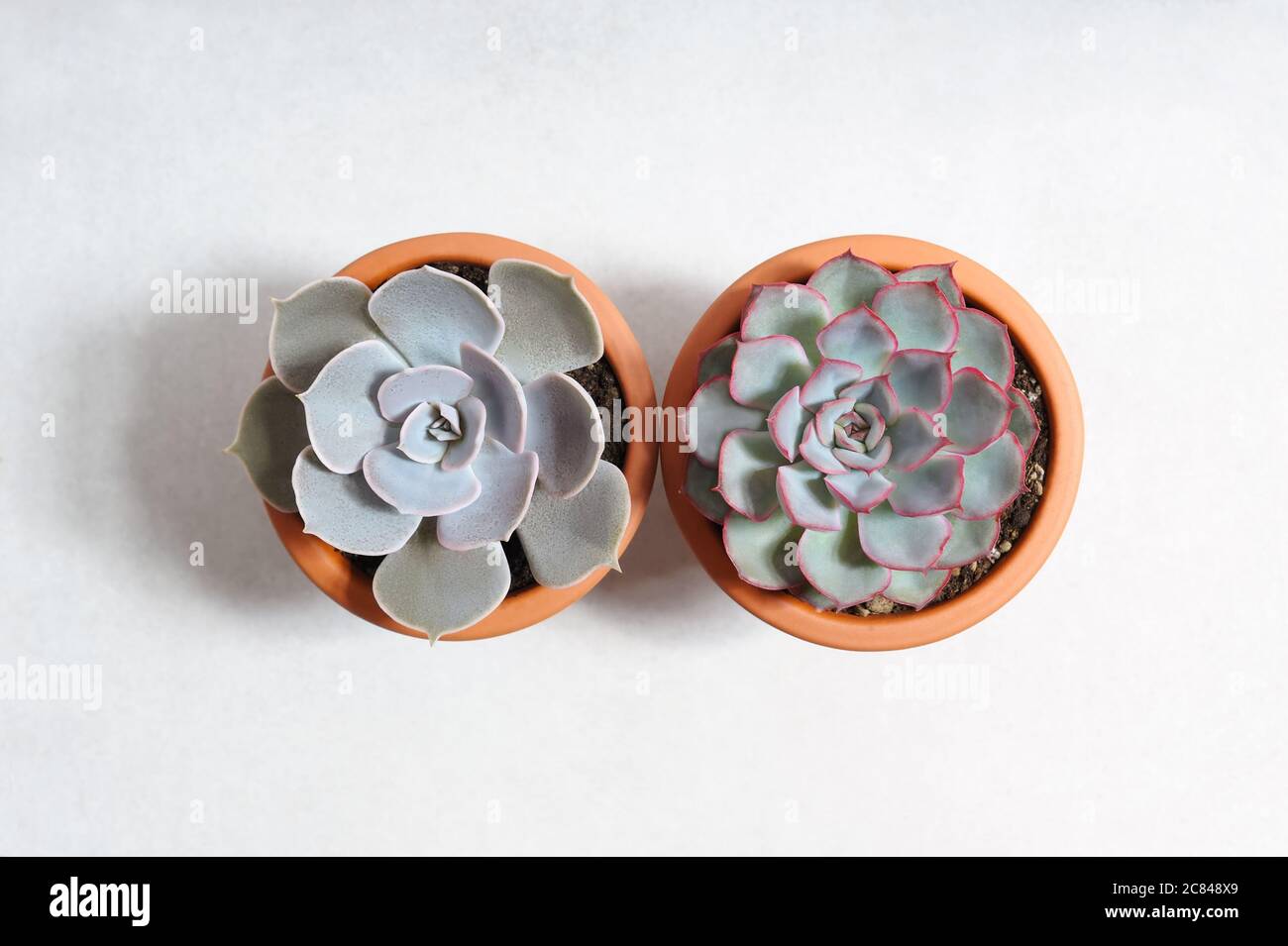 Tropical succulents. Flat lay composition with  succulent plants on the white background.Home garden. Stock Photo