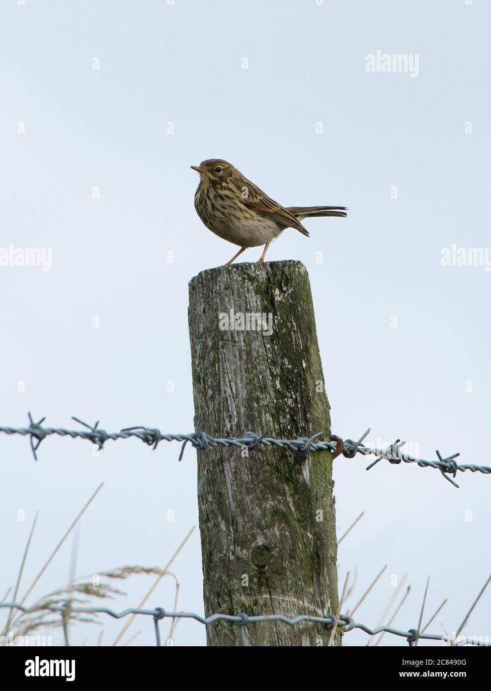 A Meadow pipit on a fence post, Chipping, Preston, Lancashire, UK Stock Photo