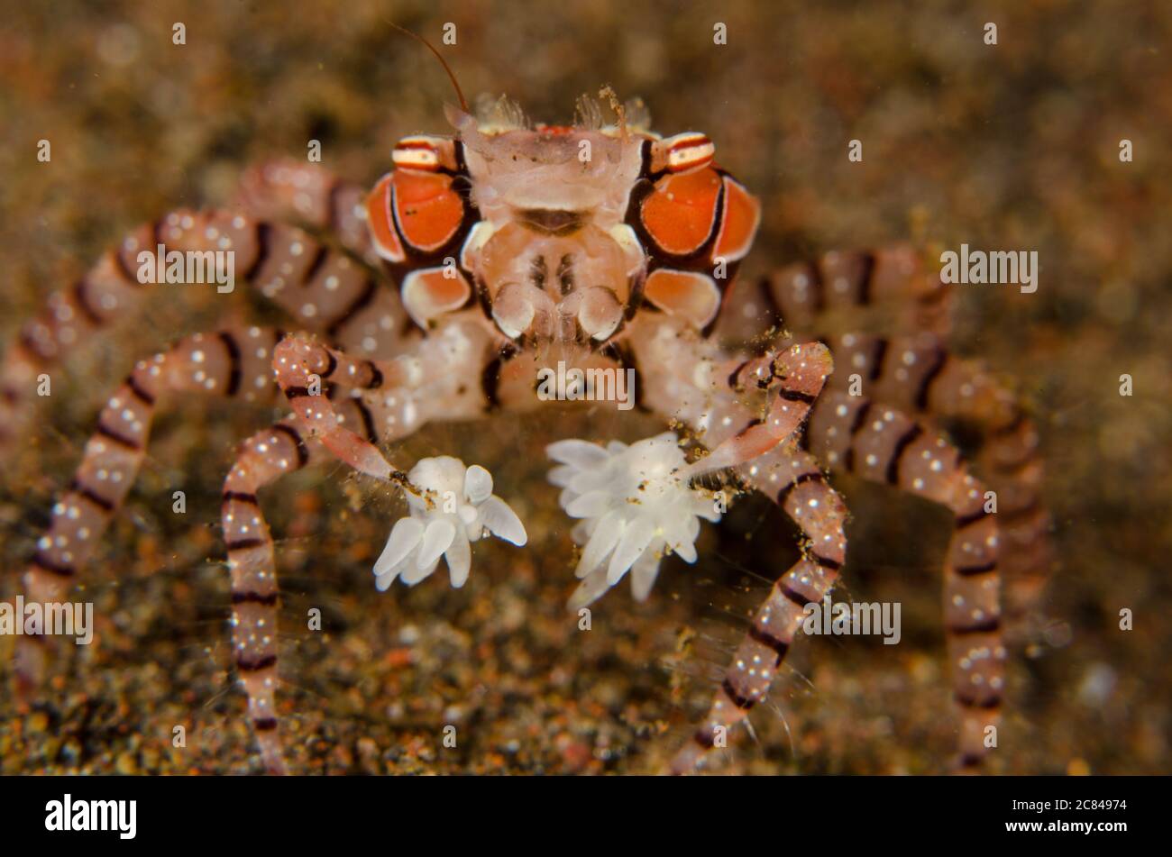 Beautiful macro shot of a crab lybia tessellata under the water Stock Photo