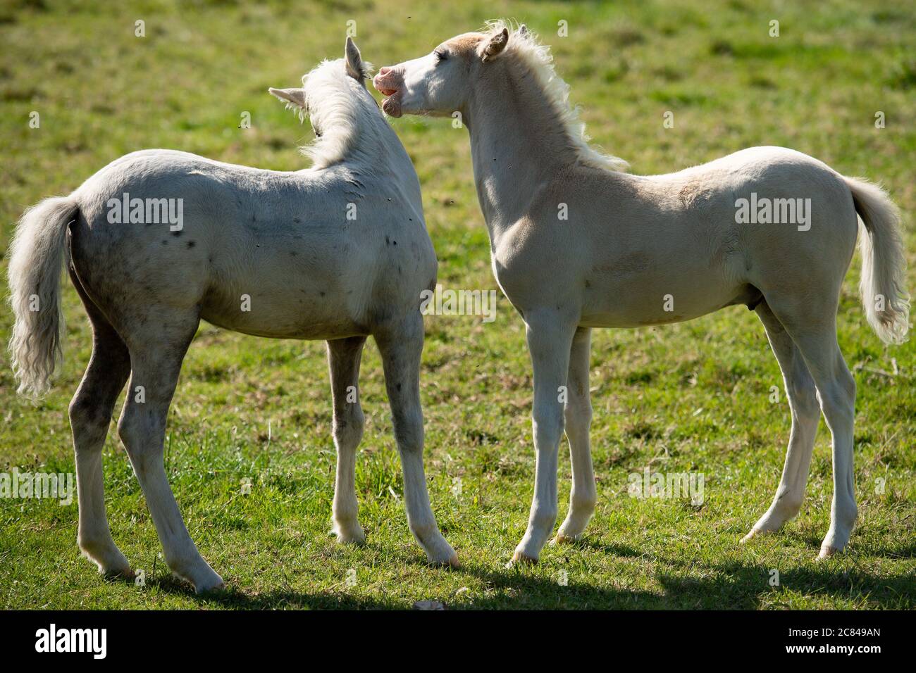 Welsh Mountain Pony foals play on a field by the village of