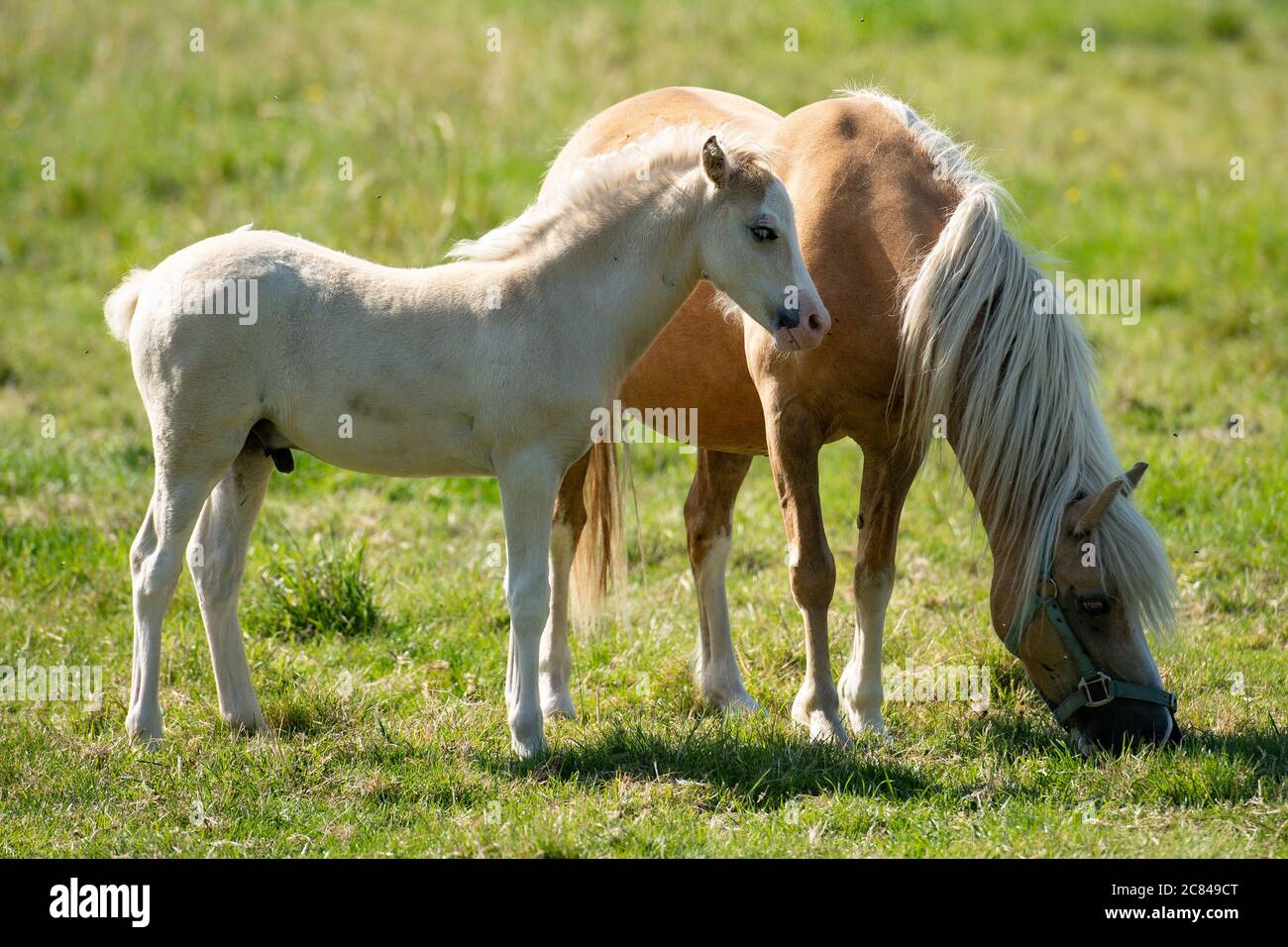Welsh Mountain Ponies and their foals play on a field by the village of Bishop's Itchington, Warwickshire. Stock Photo