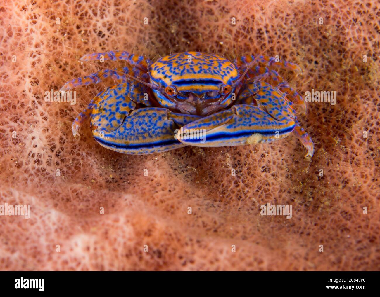 Amazing macro picture of a crab under the sea Stock Photo Alamy