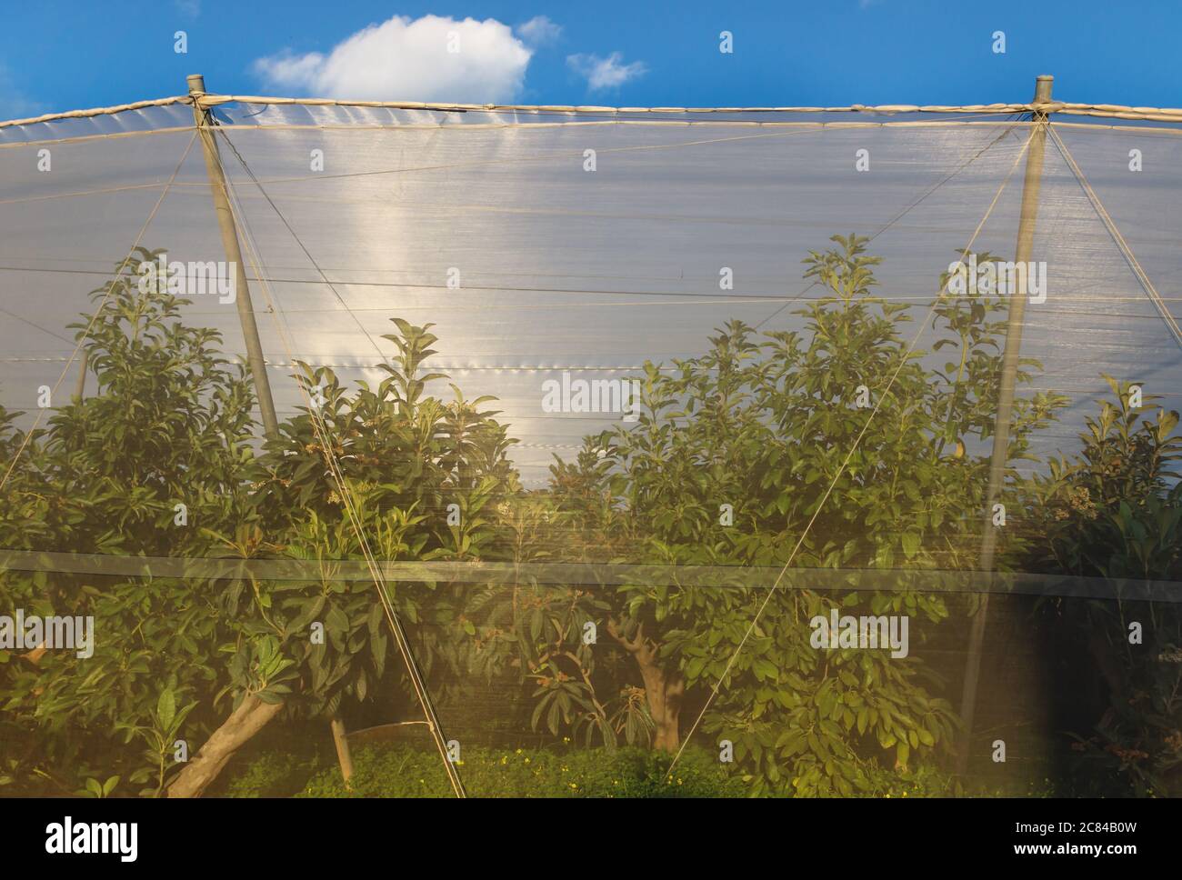 Common medlar trees lightened by sun under a protection net on a plantation at the Costa Blanca, La Nucia, Spain Stock Photo