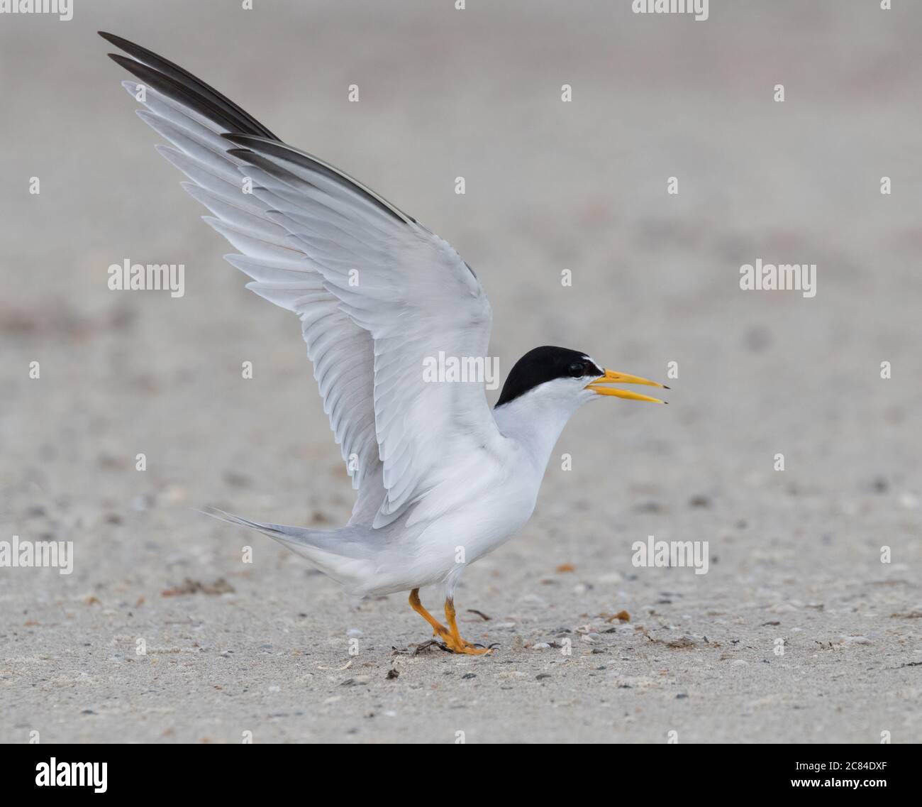 The male of the least tern walking on the sand beach, Galveston, Texas Stock Photo