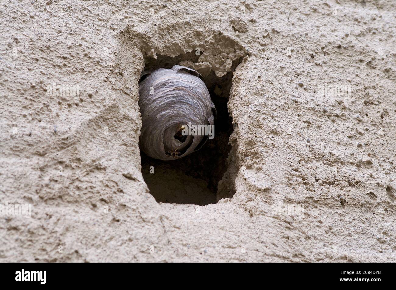 Close up of a wasp nest made on a small stone window of a traditional old village house located in the village of Bigorio in the Capriasca region in S Stock Photo