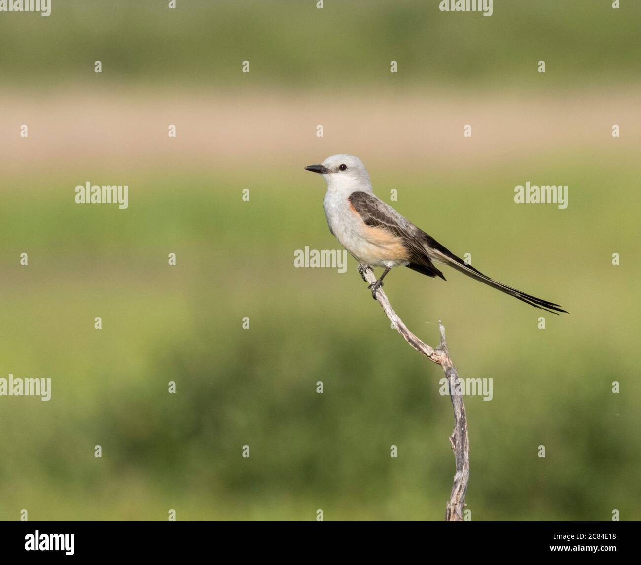 The scissor tailed flycatcher (Tyrannus forficatus) perched on the branch at wetland, Texas Stock Photo
