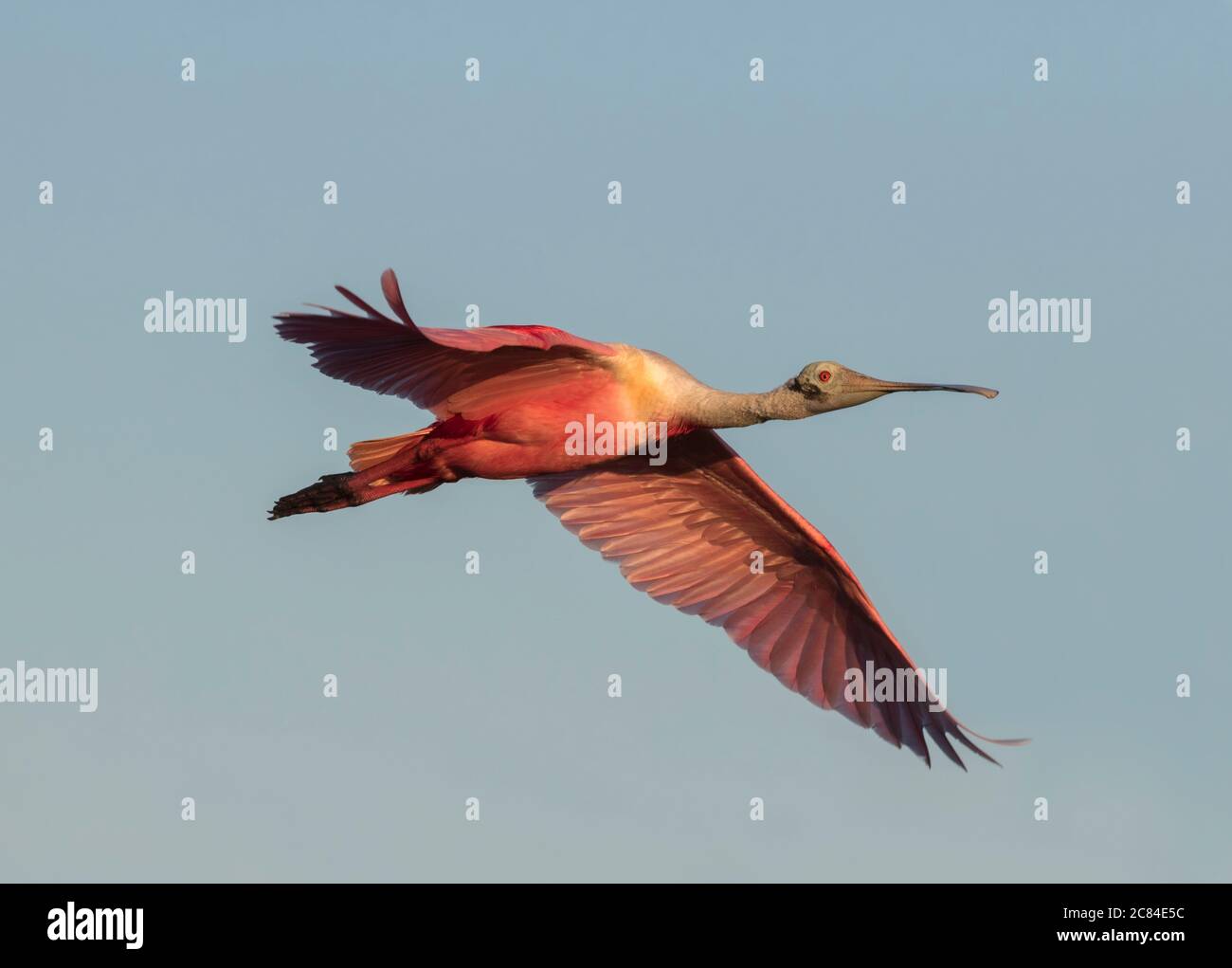 Spoon bill in flight hi-res stock photography and images - Alamy