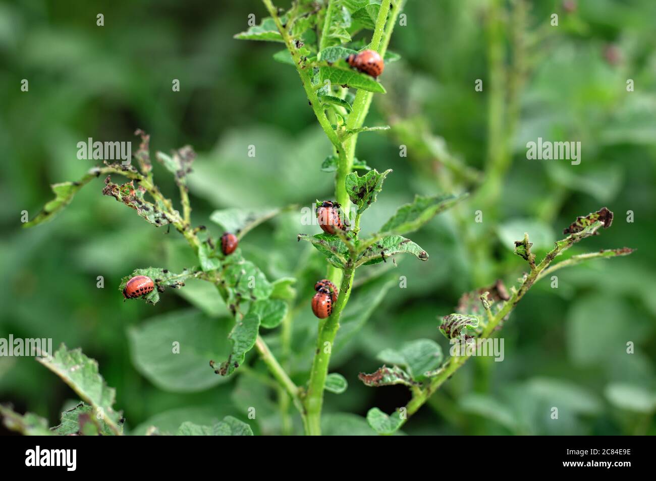 Colorado potato beetle larvae destroy potato leaves. Potato pests Stock ...