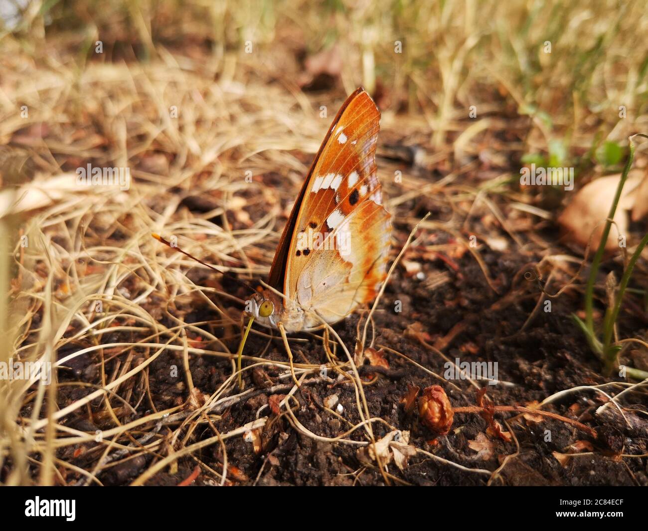 Apatura Ilia butterfly on the floor Stock Photo